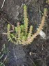 Crassula sieberiana subsp sieberiana-1.jpg